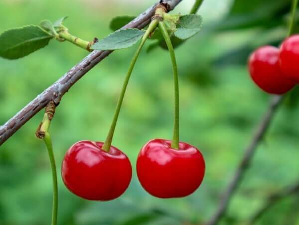 Quả cherry chứa nhiều thành phần có lợi cho cơ thể