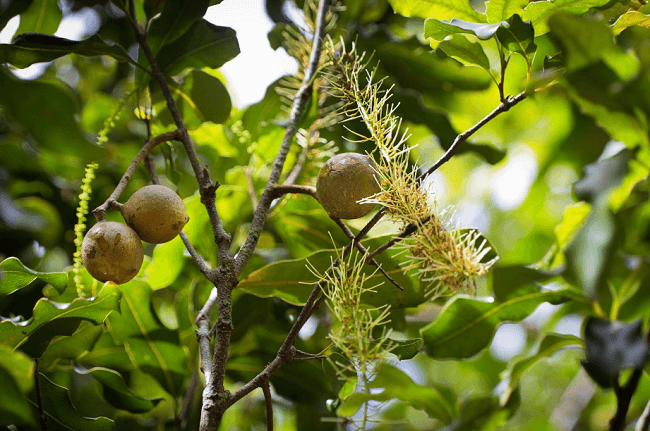 Hình ảnh cây macca