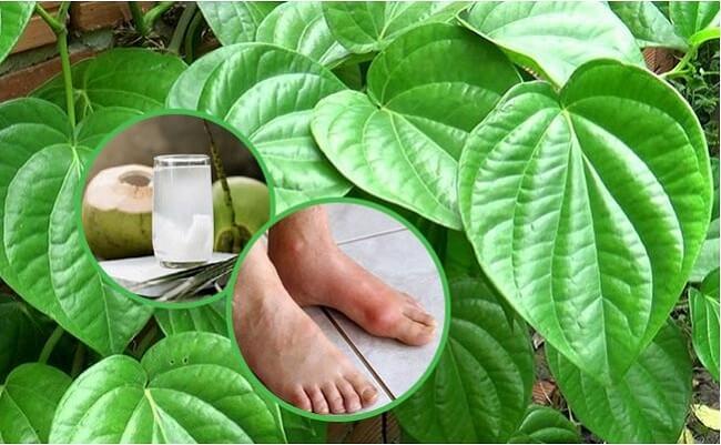 Người bệnh gout có thể sử dụng nước dừa