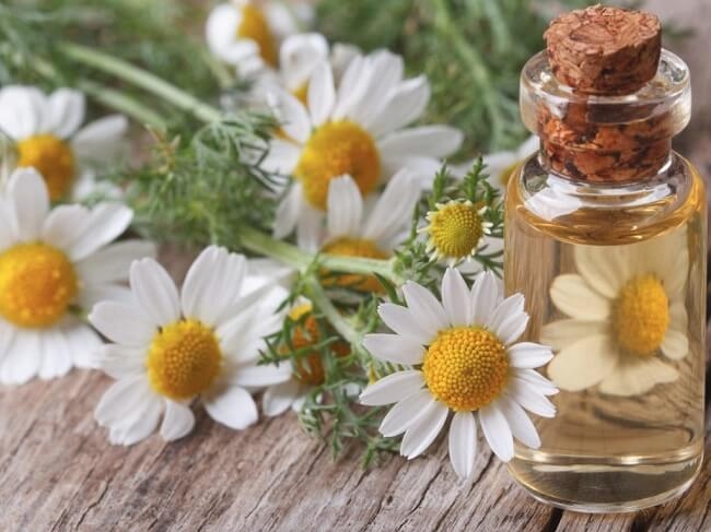 Tinh dầu hoa cúc giúp giảm đau bệnh gout