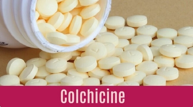 Colchicine là loại thuốc được dùng để ngăn chặn và điều trị cơn gout cấp tính