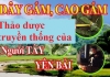 Tác dụng của cao gắm đối với bệnh Gout, xương khớp - Bạn có biết?